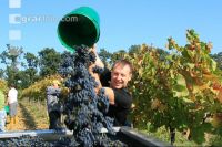 Weinlesen 44