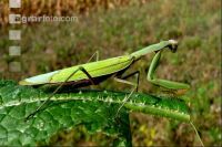 Mantis 4