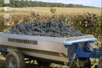 Weinlesen 46