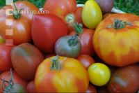 Tomatenvielfalt 6