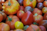 Tomatenvielfalt 5
