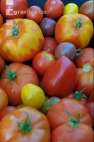 Tomatenvielfalt 4