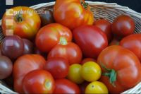 Tomatenvielfalt 3