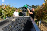Weinlesen 47