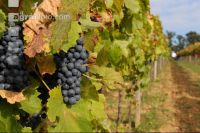 Weinlesen 50