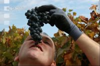 Weinlesen 58