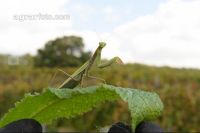 Mantis 3