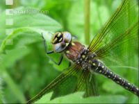 Dragonfly 1