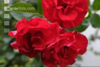 Rose 3