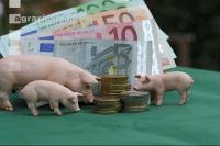 Finanzen Schweine 43