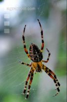 Kreuzspinne 6