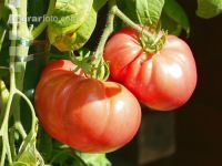 Fleischtomate 4