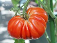 Fleischtomate 3