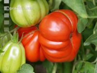 Fleischtomate 2