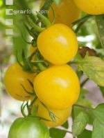 Pfirsichtomate 1