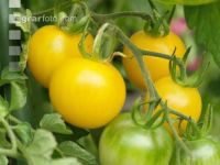 Pfirsichtomate 2