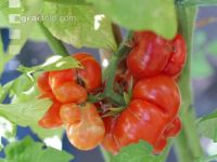Reisetomate 1