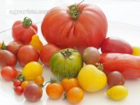 Tomatenvielfalt 10
