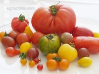 Tomatenvielfalt 9