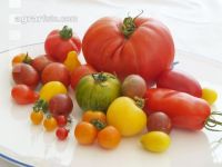 Tomatenvielfalt 8