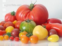 Tomatenvielfalt 7
