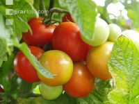 Tomate 6