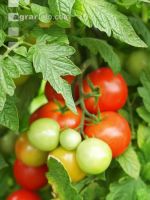 Tomate 7