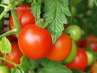 Tomate 8