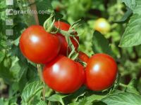 Tomate 9
