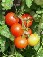 Tomate 10