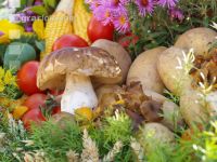 Steinpilz 1