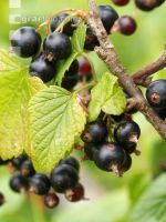 Johannisbeere schwarz 3