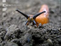 Wegschnecke 4