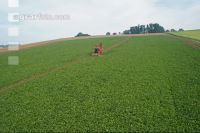 Beet harvest aerial 6