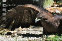 Steinadler 2