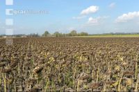 Sonnenblumen Ernte 17