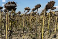 Sonnenblumen Ernte 18