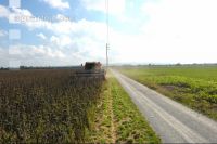 Sonnenblumen Ernte 4