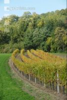 Vineyard autumn 25