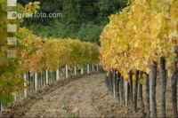 Vineyard autumn 26