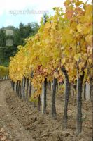 Vineyard autumn 27