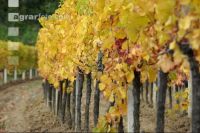 Vineyard autumn 28