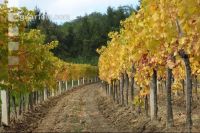 Weingarten Herbst 30