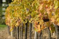Weingarten Herbst 31