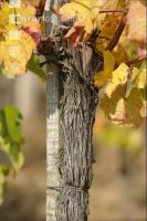 Vineyard autumn 32
