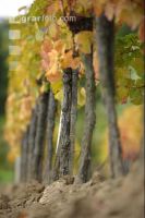 Vineyard autumn 34