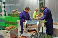 Eier Sortierung 8