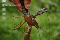Crawfish