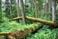 Vancouver Island J 1