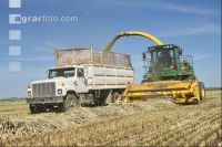 Triticale Ernte J 5